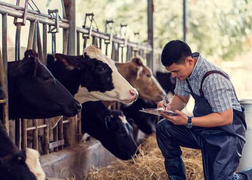 Farmer Feeding Cows